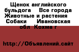 Щенок английского бульдога  - Все города Животные и растения » Собаки   . Ивановская обл.,Кохма г.
